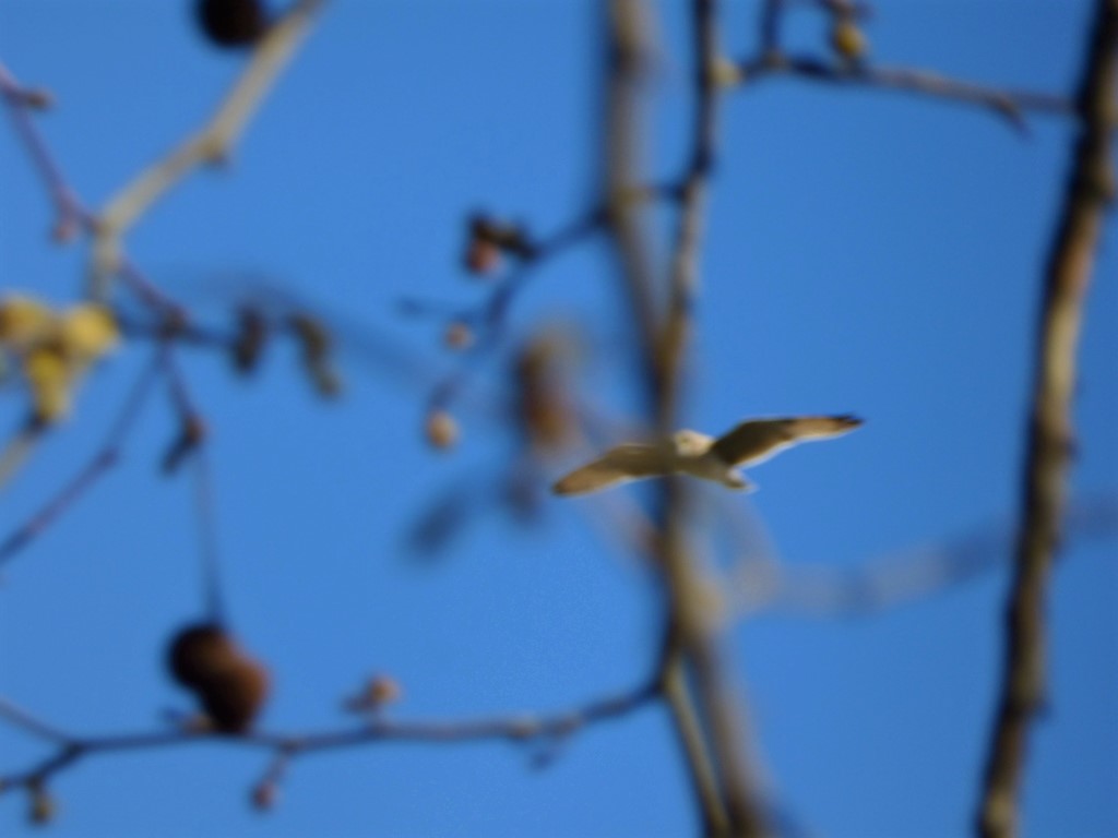 Gufo di palude (Asio flammeus)